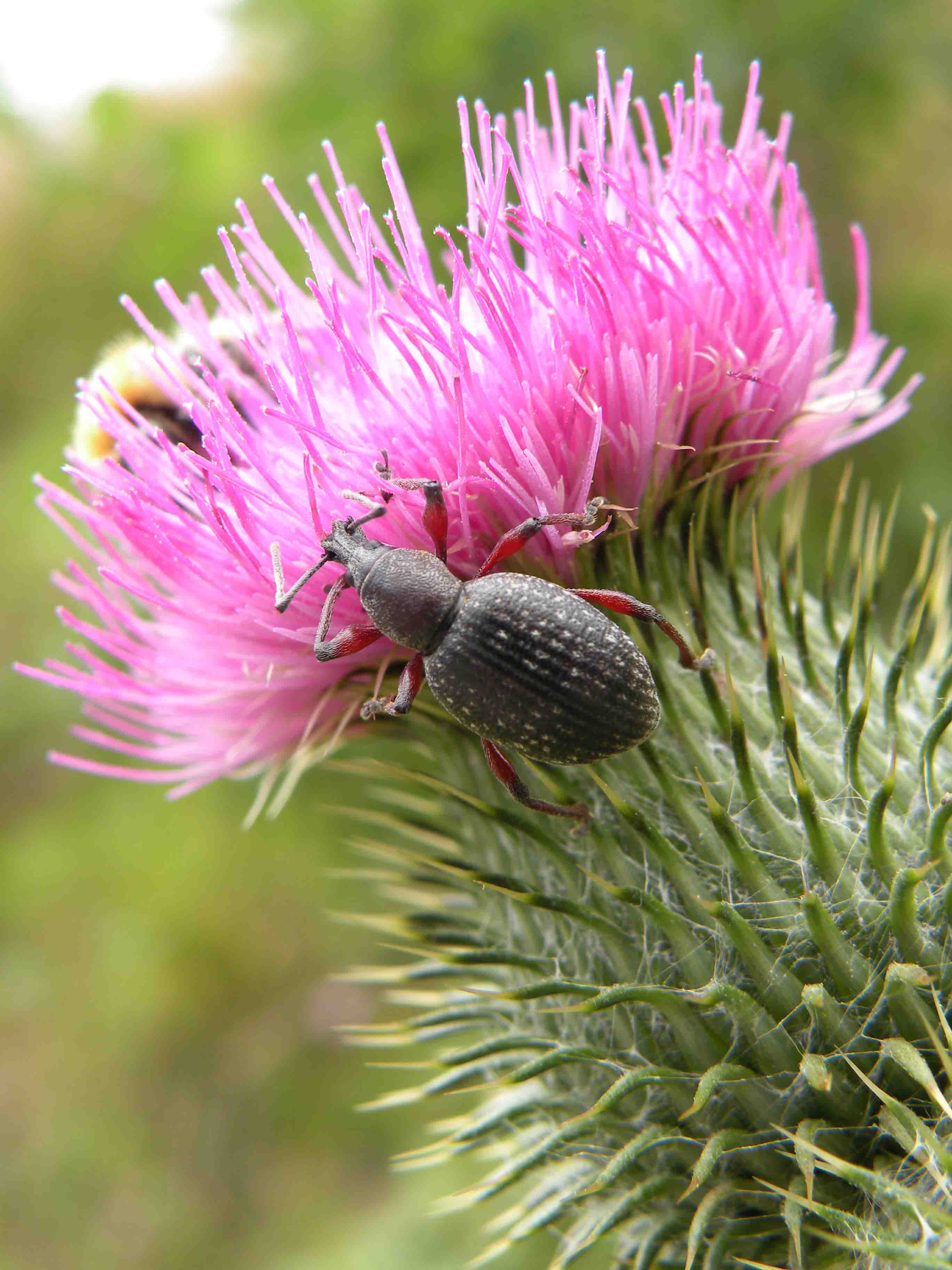 Curculionidae? Quale? Otiorhynchus coecus